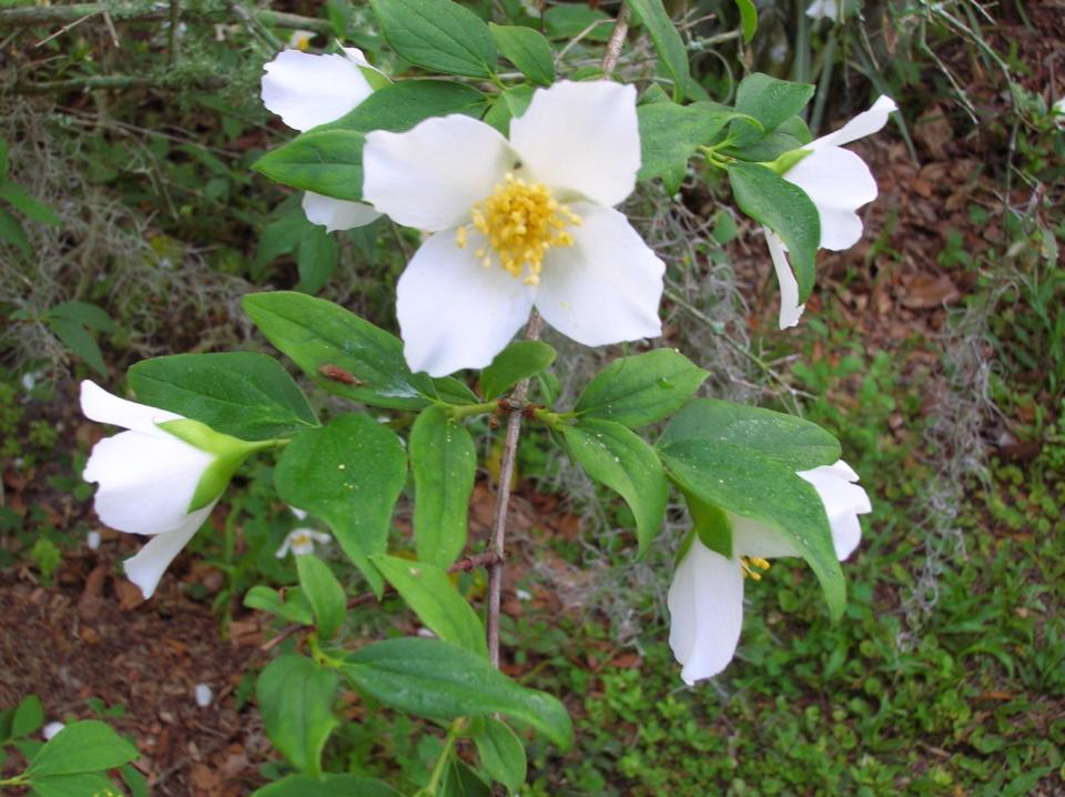 An old-fashioned favorite, mock orange boasts a citrus fragrance and sweet while flowers.