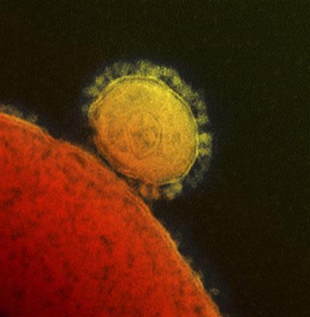 The Middle East respiratory syndrome (MERS) coronavirus is seen in an undated transmission electron micrograph from the National Institute for Allergy and Infectious Diseases (NIAID). REUTERS/National Institute for Allergy and Infectious Diseases/Handout via Reuters