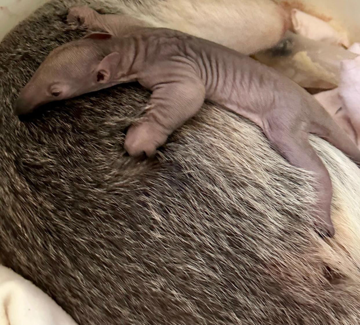 The Cincinnati Zoo welcomed the arrival of a baby tamandua Thursday morning.