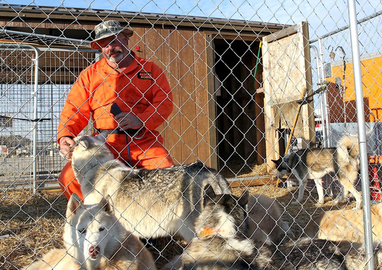 Robin Compton relaxes with his Siberian Huskies (and 1 Pyrenees/Husky mix) Wednesday, Nov. 1, 2023, in front of Bedford Rural King.