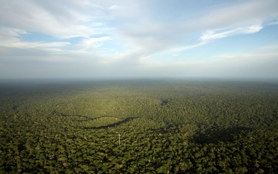 The Amazon rainforest