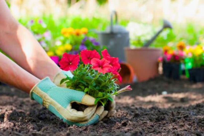 Picture of someone planting in their garden