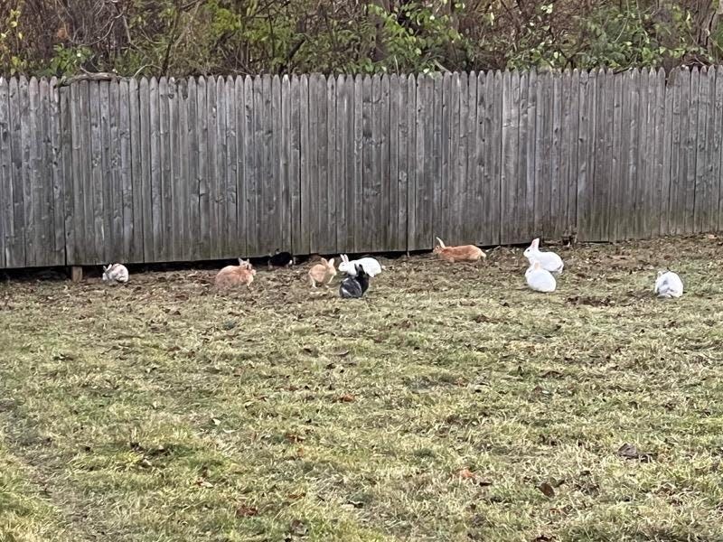 Dozens of domesticated rabbits were rescued after they were abandoned on Indianapolis’ northeast side. A call about the rabbits came into the Indianapolis Animal Care Services on Dec. 3, 2021.