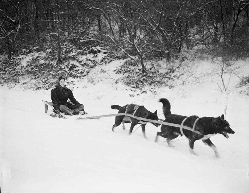 Nellie Warner rides a dog sled drawn by two Alaskan huskies, Hugo and Millie, from the Forest Park Zoo on Jan. 22, 1940, after a winter storm and brutal cold snap.