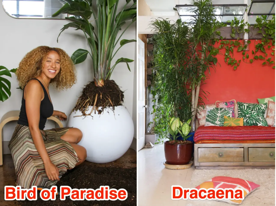 Links: Paradiesvogel. Rechts: Dracaena. - Copyright: Mit freundlicher Genehmigung von Maryah Greene, mit freundlicher Genehmigung von Summer Rayne Oakes