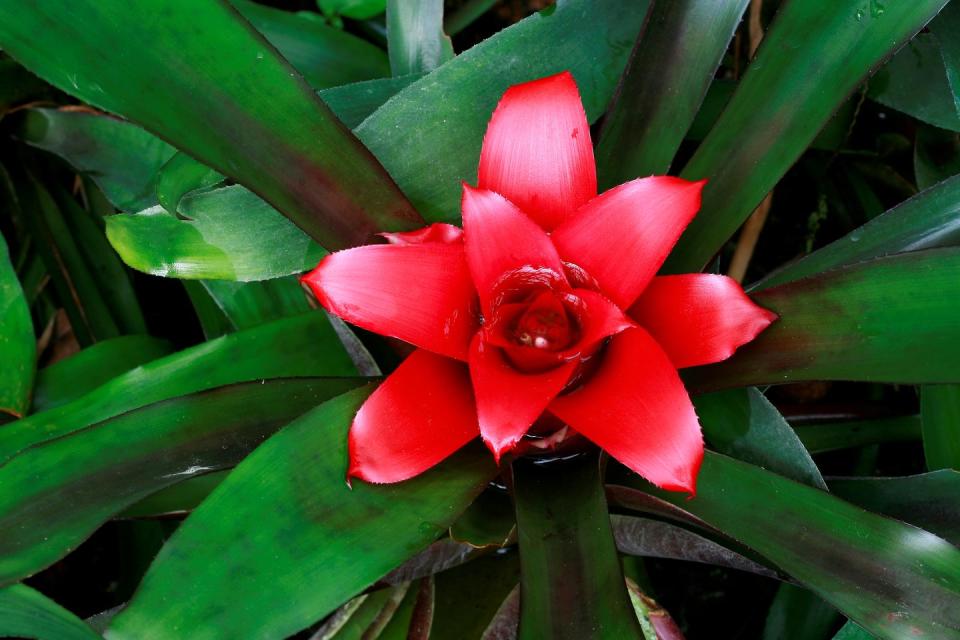 neoregelia carolinae blushing bromeliad