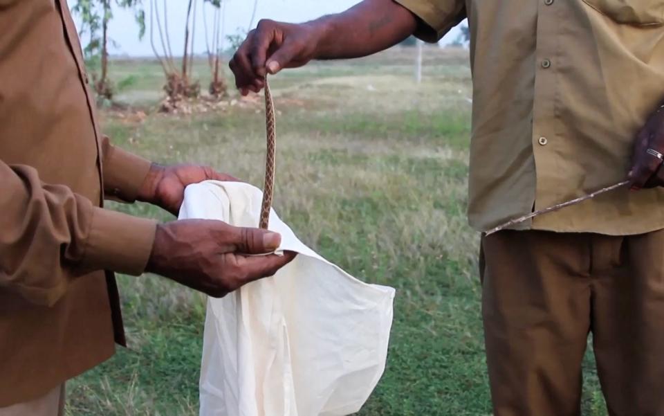 A photo of one man holding a bag open while another man holds a snake by its tail and drops it into a bag.