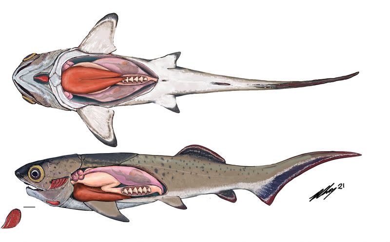 The internal organs of an ancient armored fish, called an arthrodire, that lived 380 million years ago are seen in this undated artist's reconstruction