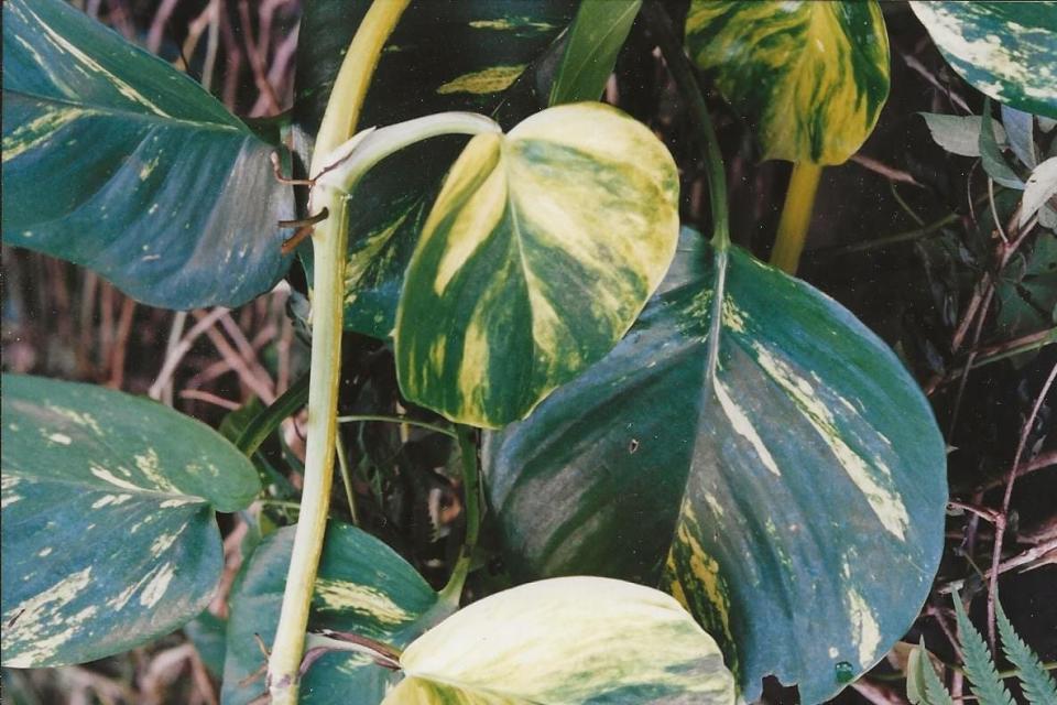 Pothos (Epiprenum aureum), is commonly seen as a houseplant with small leaves. In the garden, it can ascend towering trees and develop enormous leaves.