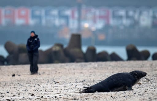 Seal numbers have grown in response to rising water temperatures