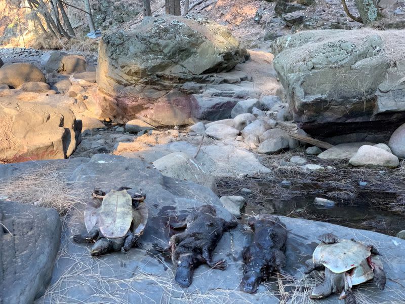 Two deceased platypus are seen in this image released by Aussie Ark