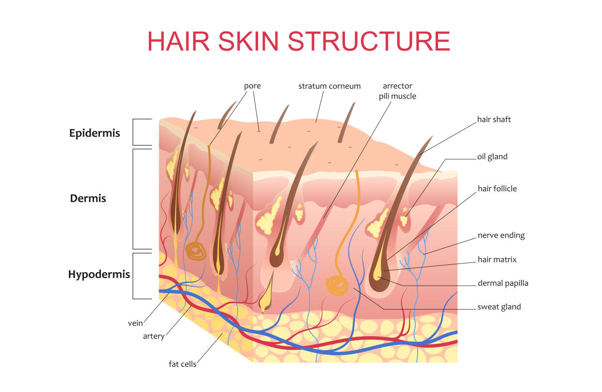 3D structure of the hair skin scalp, anatomical education infographic information poster vector illustration