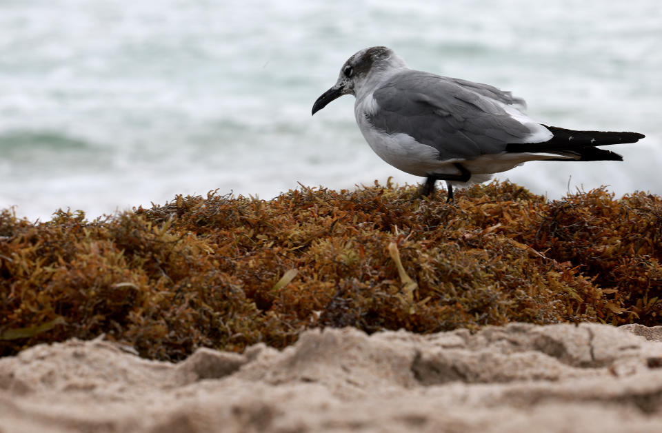 A seagull walks over seaweed.