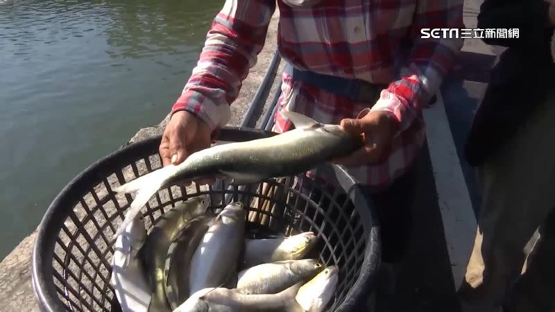 大量捕撈上岸的午仔魚，面臨無路可銷的風險。