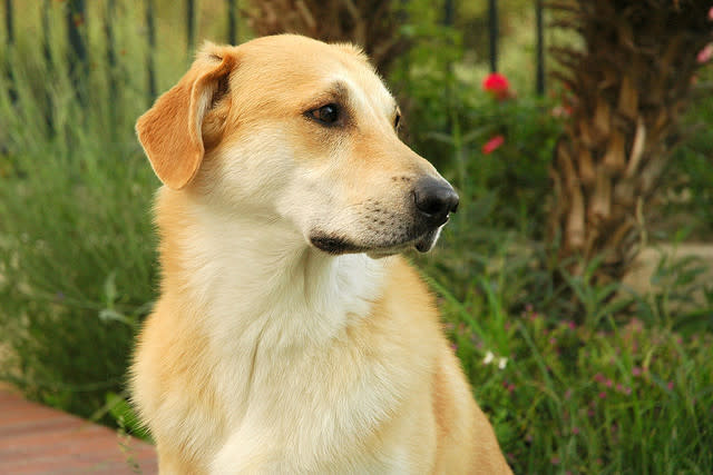 New Hampshire: Chinook (2009)