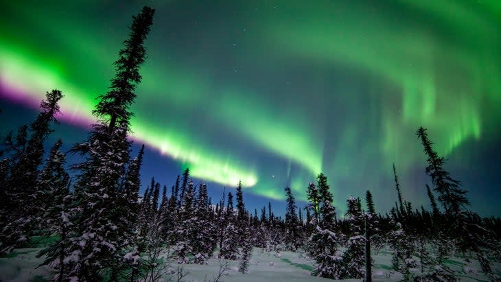 northern lights trees