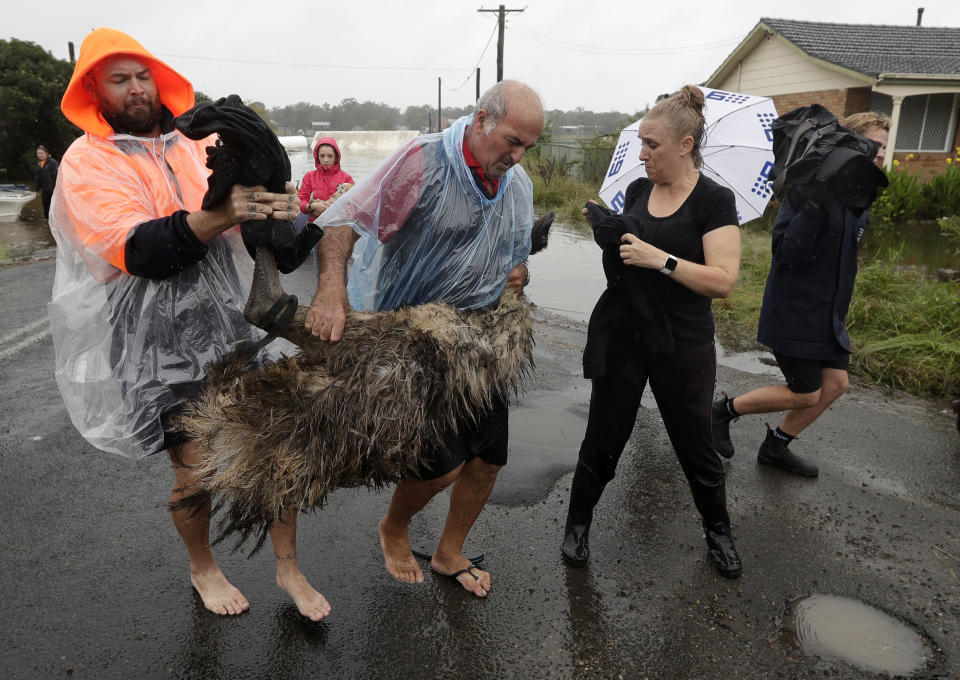 Paul Zammit, center, and Ken Fisk, left, carry Zammit's pet emu, Gookie, after rescuing her from floodwater in Windsor, northwest of Sydney, New South Wales, Australia, Tuesday, March 23, 2021. Hundreds of people have been rescued from floodwaters that have isolated dozens of towns in Australia's most populous state New South Wales and forced thousands to evacuate their homes as record rain continues to inundate the country's east coast. (AP Photo/Rick Rycroft)