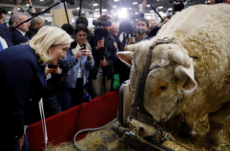 Marine Le Pen looks at a massive bull in a leather harness, with photographers in the background flashing her picture.