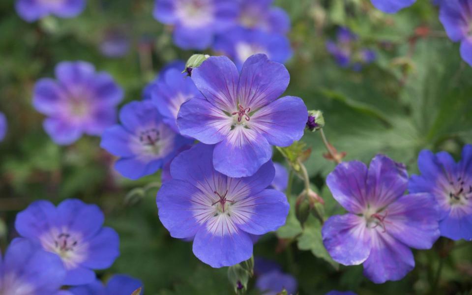 Geranium Rozanne - 'Gerwat' - Jacqui Dracup