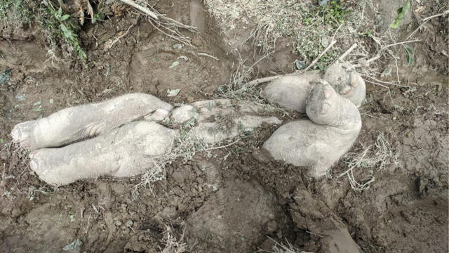 Watch a rare pink albino elephant baby playing by a waterhole in