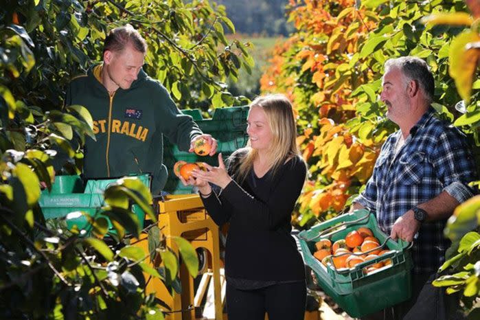 Backpackers fill the majority of fruit picker jobs in Australia. Image: Getty