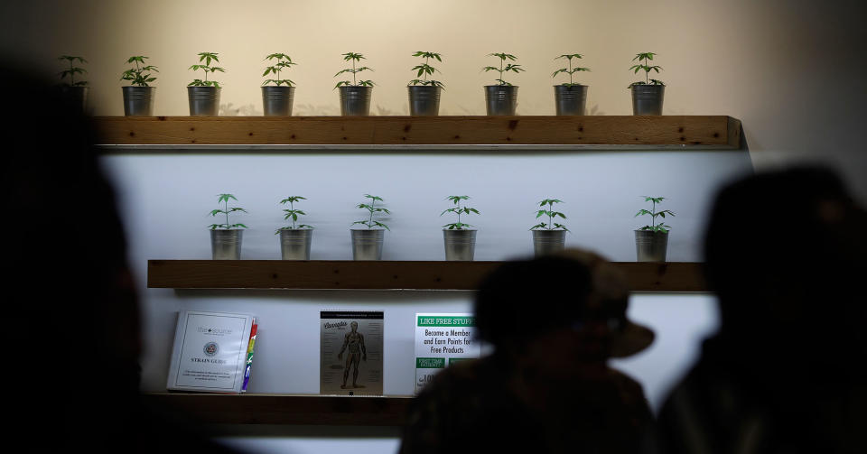 <p>Plants are on display during the first day of recreational marijuana sales at The Source dispensary, Saturday, July 1, 2017, in Las Vegas, Nev. (Photo: John Locher/AP) </p>