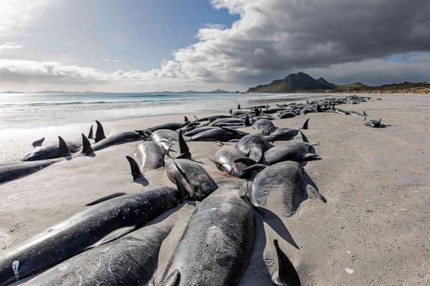 PHOTO: The carcasses of beached pilot whales are pictured on the west coast of New Zealand's remote Chatham Islands, on Oct. 8, 2022. About 500 pilot whales have died in mass strandings on New Zealand's remote Chatham Islands, according to the government. (Courtesy of Tamzin Henderson/AFP via Getty Images)