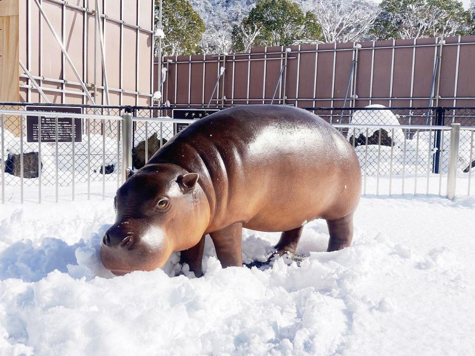 河馬上的積雪在傍晚時就完全融化。（圖／翻攝自asa_zoo推特）