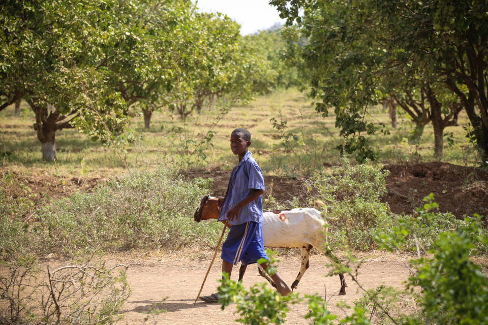 A boy leads his thirsty goat as he searches for water to drink in the Shukurow village of Somalia.