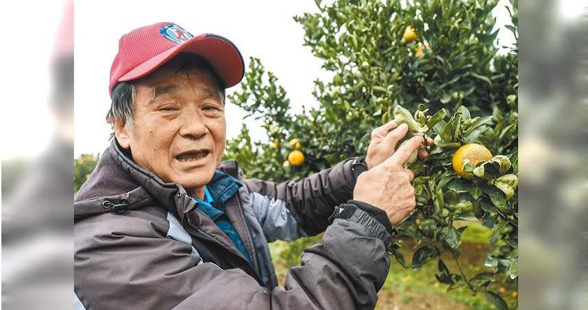 新竹縣峨眉鄉石井柑橘產銷班班長徐福華說，冷鋒過境桶柑沒辦法開出花苞，發芽處都出現凋萎。（圖／中國時報羅浚濱攝）