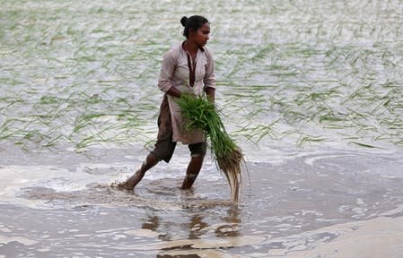 A farmer carries saplings to plant in a rice field on the outskirts of Ahmedabad