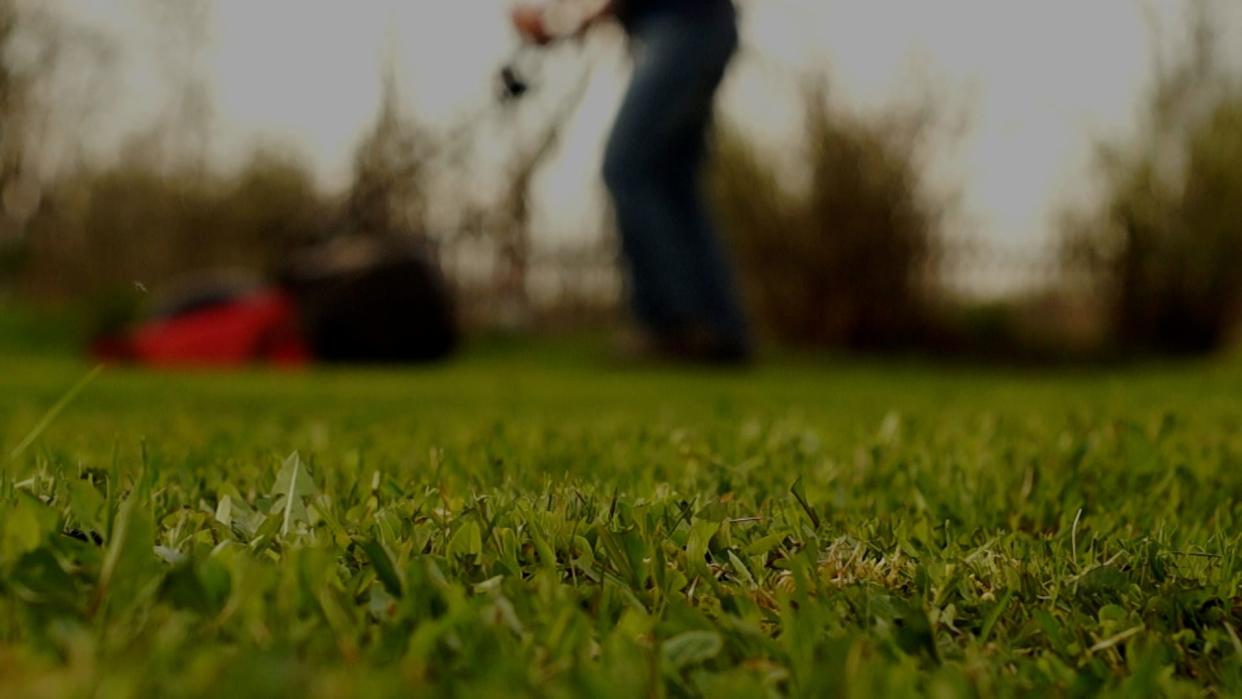 For No Mow May to help out early-season pollinators with habitat and food resources, the lawn that's not being mowed needs to include flowering plants like dandelions or clover.