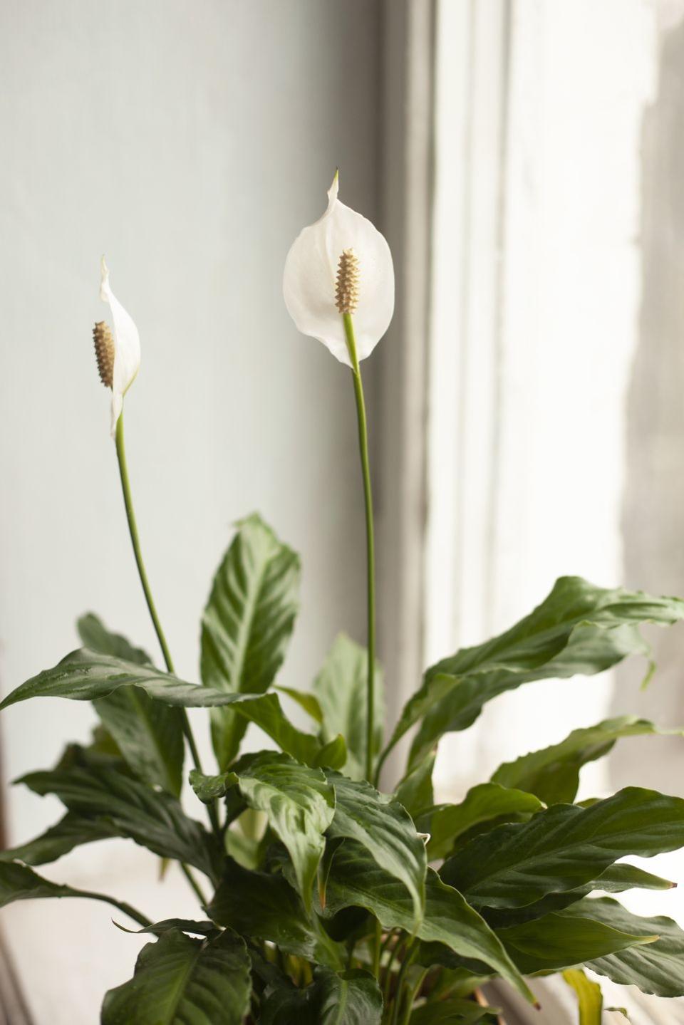 peace lily plant