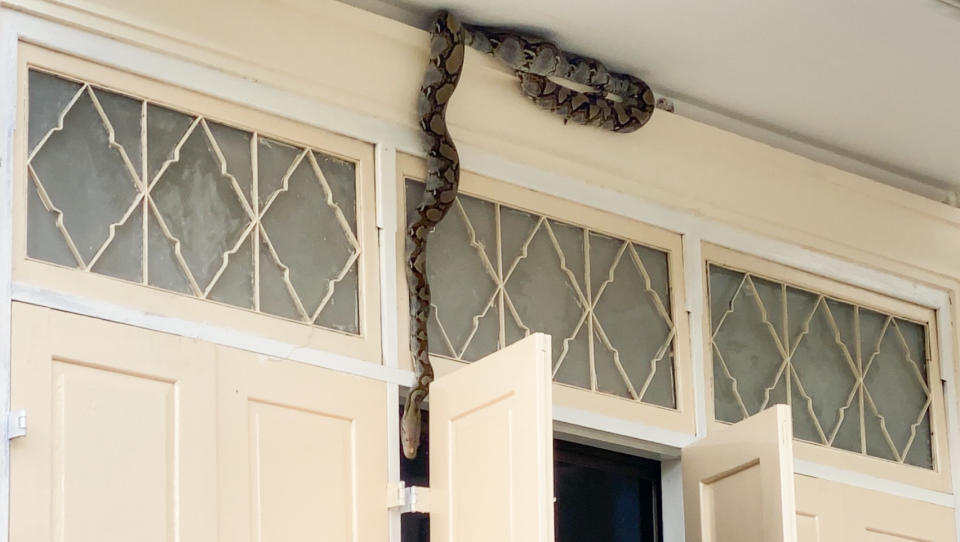 A large python is seen hanging over an open window at a school in Thailand. 