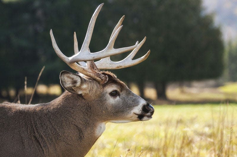Courtesy photoThe Department of Natural Resources recently released its 2018 Michigan Deer Hunting Prospects showing a favorable hunting season this year.