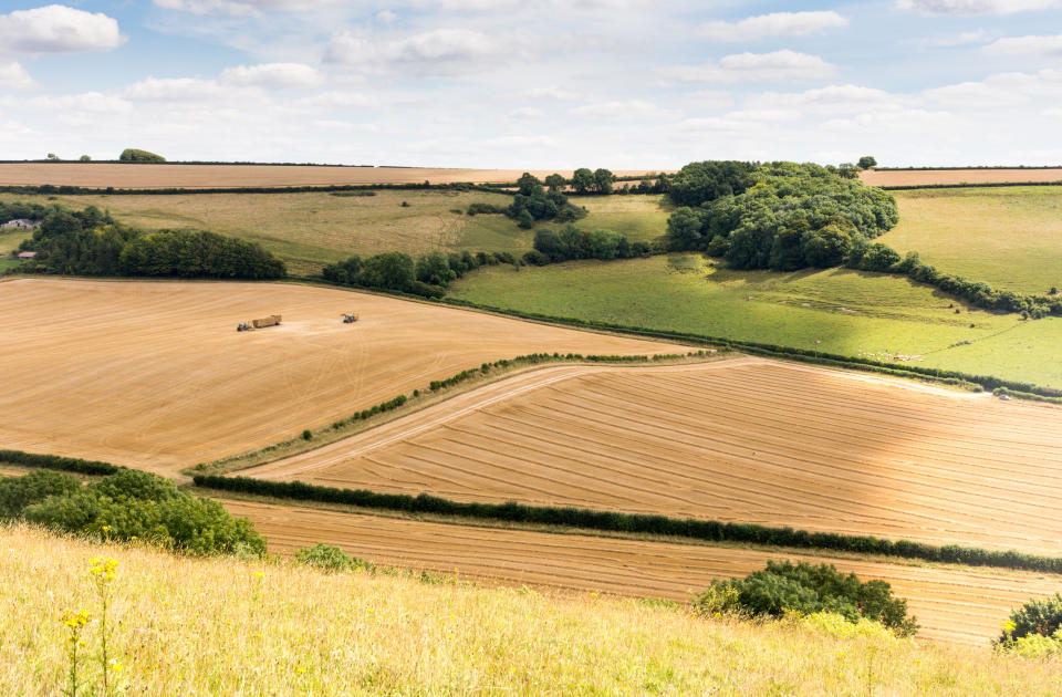 The Dorset Downs are perfect for a long walk. (Getty Images)