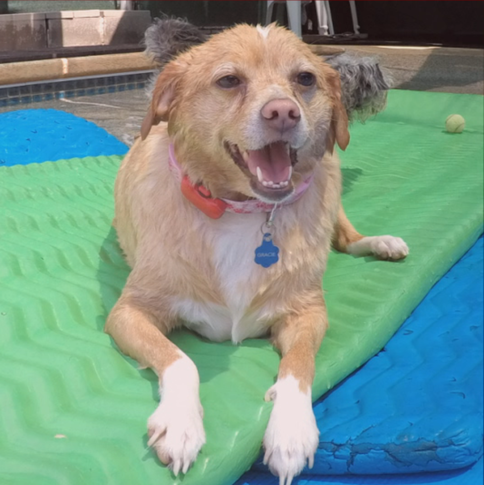 Today Gracie is a completely different dog. (Photo: Discovery)