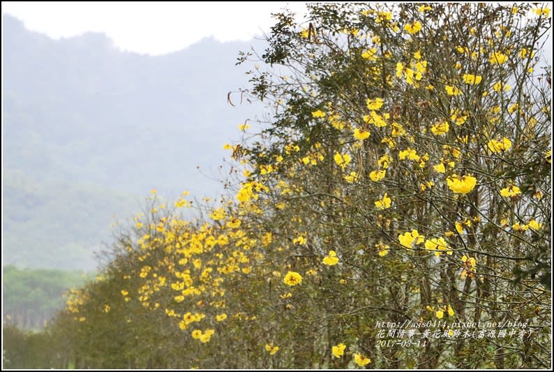 黃花風鈴木(富源國中旁)-2017-03-22.jpg