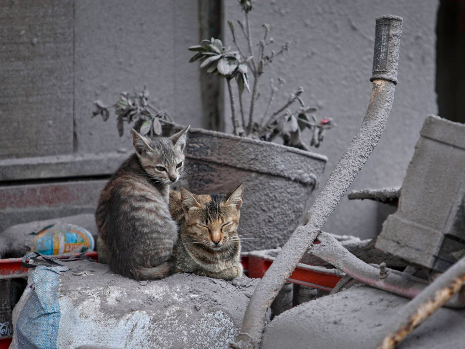 Katzen sitzen vor einem verlassenen Haus in Karo, Indonesien, im Jahr 2014.