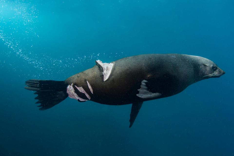 The gold winner in the nature photojournalism category: ‘Injured fur seal’ – an Australian fur seal off Port Kembla, NSW