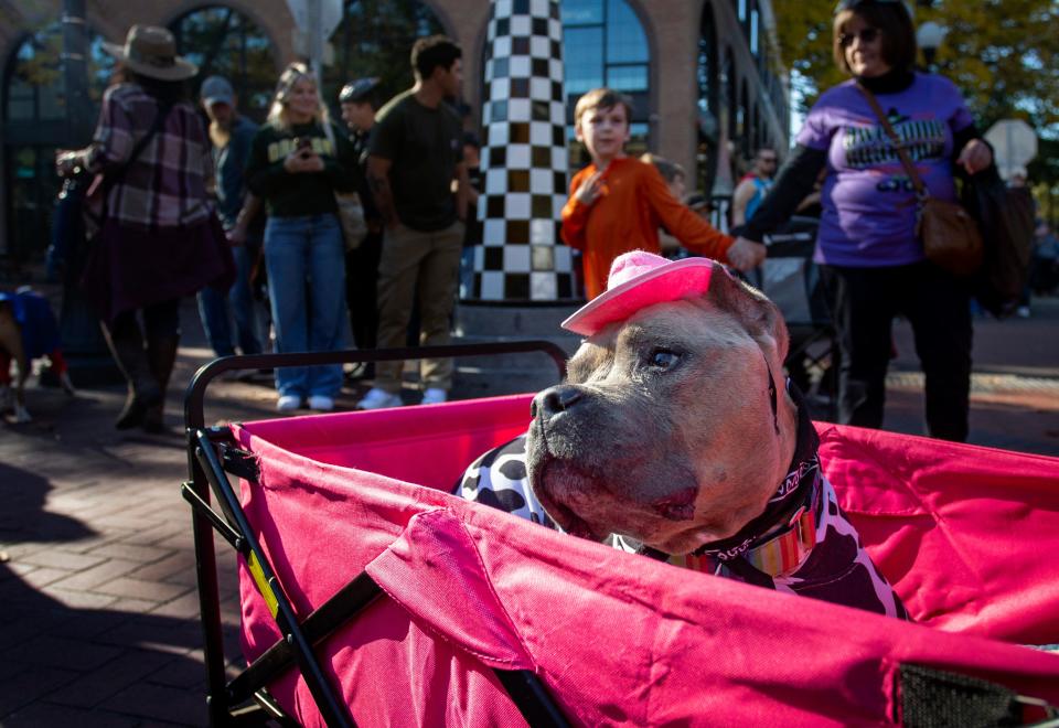 Benny poses for a picture during a Halloween pet parade Saturday, Oct. 29, 2022, in downtown Eugene. 