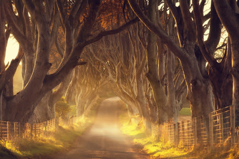 The Dark Hedges, arguably one of the most famous roads in the UK - Credit: Getty
