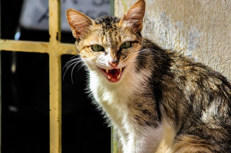 Feral cat | Getty