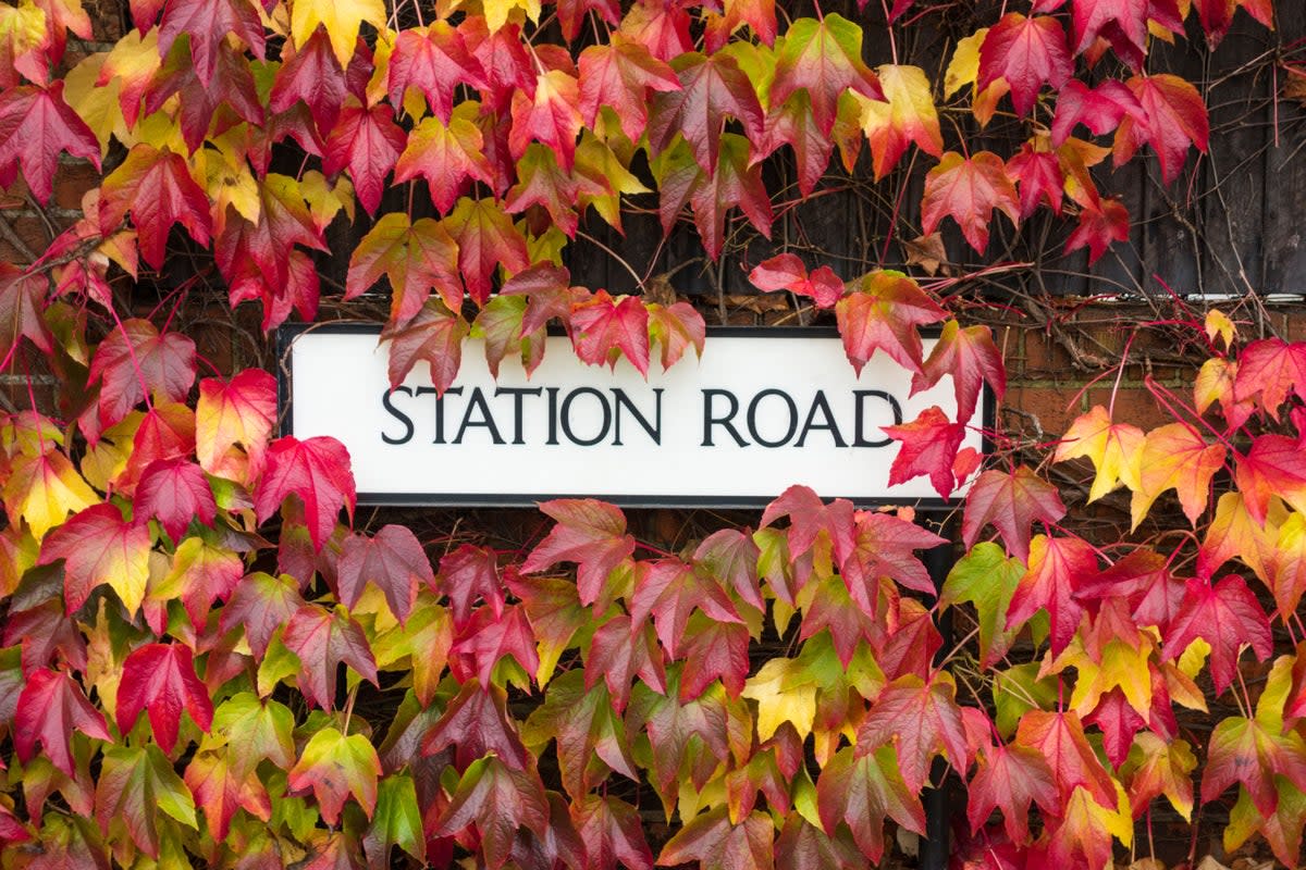 Boston Ivy leaves turn from green to ruby red at this time of year  (Alamy Stock Photo)