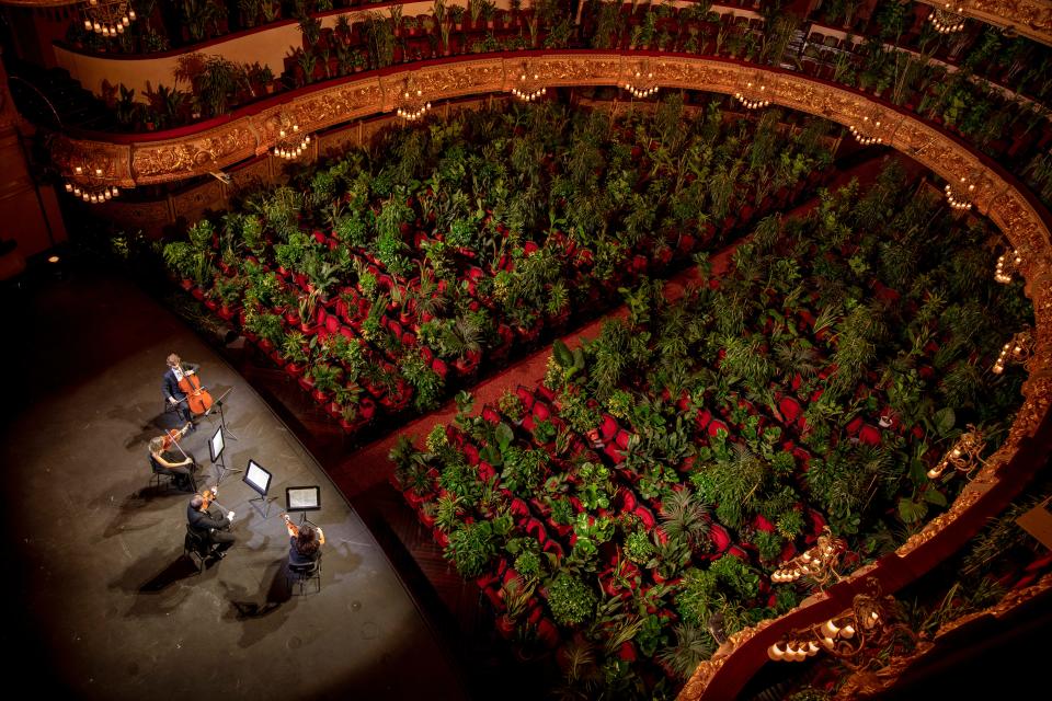 Musicians rehearse at the Gran Teatre del Liceu in Barcelona, Spain, Monday, June 22, 2020. The Gran Teatre del Liceu reopens its doors, in which the 2,292 seats of the auditorium will be occupied on this occasion by plants. It will be on 22 June, broadcast live online, when the UceLi Quartet string quartet performs Puccini's "Crisantemi" for this verdant public, brought in from local nurseries.