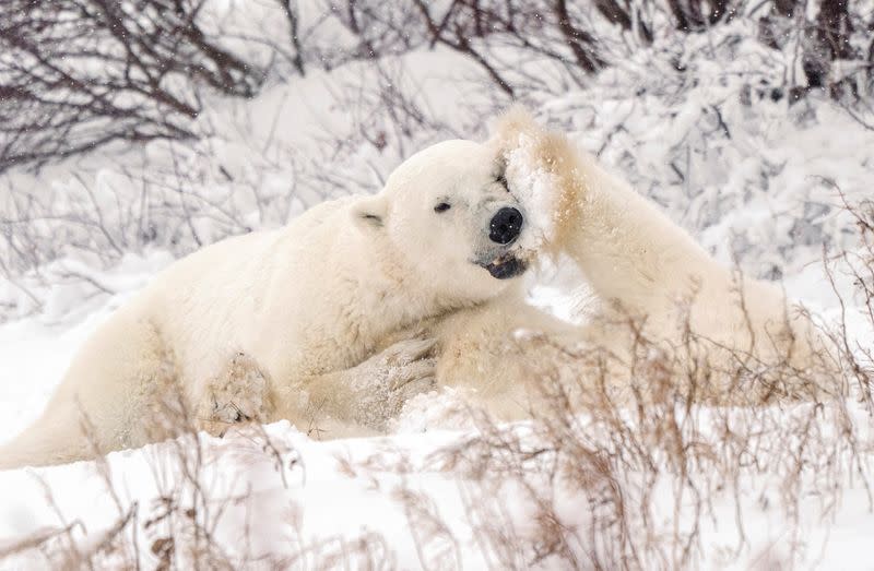 FILE PHOTO: Churchill, Manitoba, Canada during polar bear season