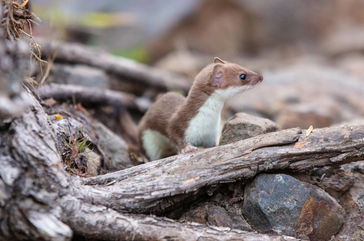 A short-tailed weasel in Yellowstone National Park, Wyoming. <a href="https://flic.kr/p/2baqDL7" rel="nofollow noopener" target="_blank" data-ylk="slk:Jacob W. Frank, NPS/Flickr;elm:context_link;itc:0;sec:content-canvas" class="link ">Jacob W. Frank, NPS/Flickr</a>