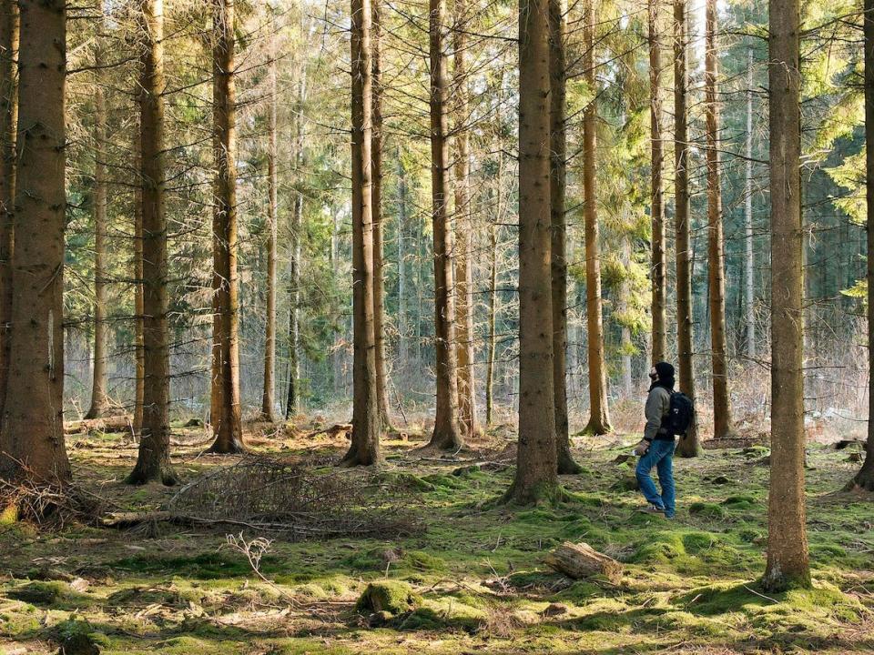 hiking outdoors forest alone