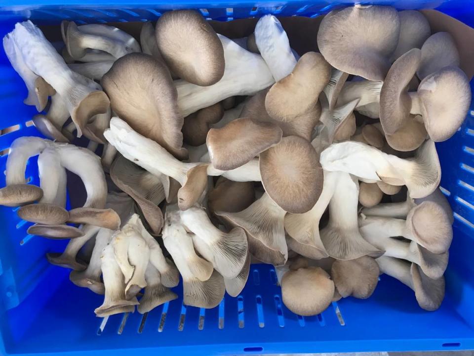 Mushrooms on Main in Cambria grows and sells these king trumpet mushrooms, among other exotic varieties of fungi.