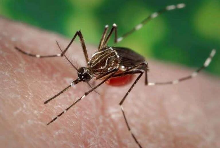 El mosquito Aedes aegypti, vector del virus del dengue